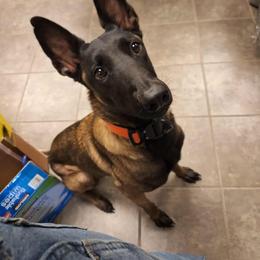 CERT - Belgian Malinois