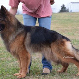 German Shepherd All Grown Up from Rock Bottom Ranch