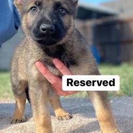 Girl 1 - Sable German Shepherd puppy in Wilmer, Texas from Babin K9