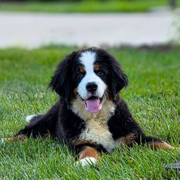 Willow - Black rust and white female Bernese Mountain Dog puppy in Auburn, Indiana from Swamp Creek Berners