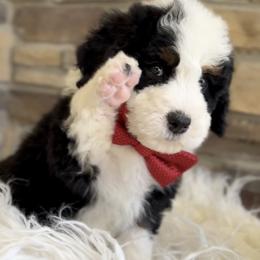 Bernedoodle, Cavapoo, and Goldendoodle Puppies from Blackberry Farm Puppies