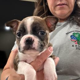 Stromboli - Brindle and white female Boston Terrier puppy in Wellington, Ohio from Twist of Faith Farms
