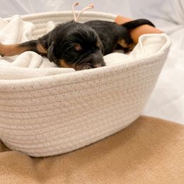 Bernedoodle Puppies from Waverly Farm Bernedoodles