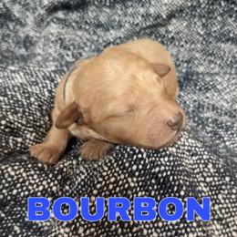 Bourbon - Apricot male Goldendoodle puppy in Hendersonville, Tennessee from Ben's Best Buddy Goldendoodles