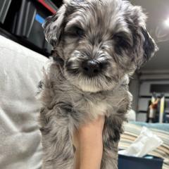 Girl 3 - Bergamasco Sheepdog puppy from Fox Valley Bergamasco