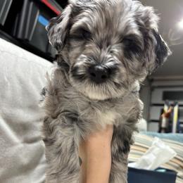 Girl 3 - Bergamasco Sheepdog puppy from Fox Valley Bergamasco