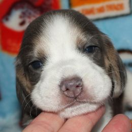 Blue Silver Tri Woody - Blue tan and white male Beagle puppy in Spring Creek, Nevada from Battleborn Aussies and Beagles