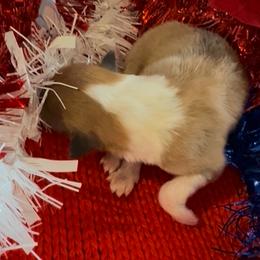 Dancer - Sable and white female Collie puppy in Morocco, Indiana from Collegiate Bassets and Rheign Collies