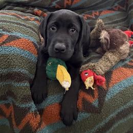 Bullet aka Red Boy - Black male Labrador Retriever puppy in Colorado from Albrecht Farms Labrador Retrievers