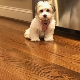 Coton de Tulear and Poodle Puppies from Legacy Pets