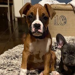 Boxers and Goldendoodles from Rock Run Kennel