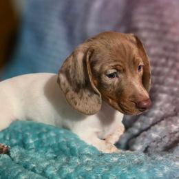 Dachshund puppies from Crowned Doxies