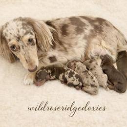 Mars - Dapple male Dachshund puppy in Alexander, North Dakota from Wild Rose Ridge Doxies