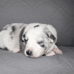 Domino - Light Blue collar - Slate merle male Border Collie puppy in Crawfordsville, Indiana from Rescued Dreams Border Collies