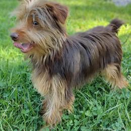 Yorkshire Terrier Puppies from Hip Hoppin Yorkies