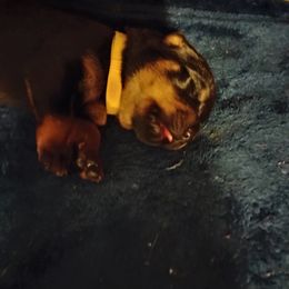 Girl 1 - female Rottweiler puppy in Jacksonville, Florida from Vom Jobaer Rottweilers