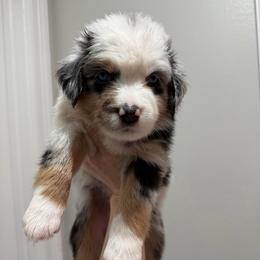 Marshall - Blue merle male Miniature Australian Shepherd puppy in Sweeny, Texas from Peach Creek Minis