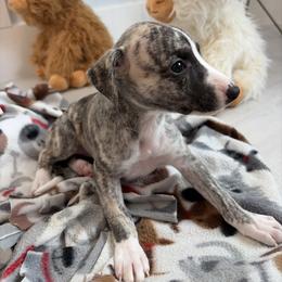 Pumpkin - Fawn brindle female Whippet puppy in Fort Myers, Florida from Rainbow Whippets