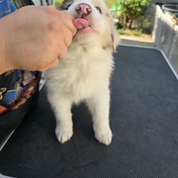 Australian Shepherd Puppies from Starlit Grove Australian Shepherds