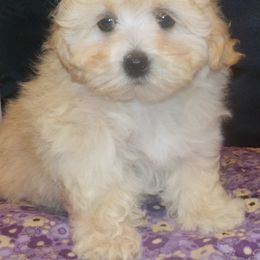 Aussiedoodle and Toy Australian Shepherd Puppies from Booty Shaker Toy Aussies