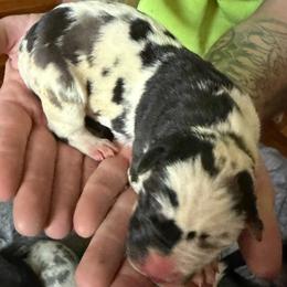 Harl female 1 - Harlequin female Great Dane puppy in Ottumwa, Iowa from Robin's Great Danes