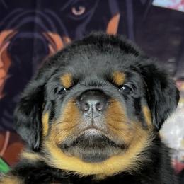 "5 week old pup from one of our past breedings " Rottweiler Puppies from VHWilliamsRottweilers