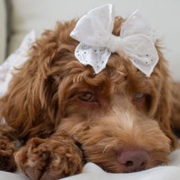 Cockapoos and Goldendoodles from Vino and Vespa Doodles