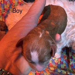 Boy 1 - Red female Cavapoo puppy in Cottondale, Florida from Pat’s precious puppies