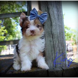 King - Chocolate, tan and white male Yorkshire Terrier puppy in Warren, Michigan from Danielle's Yorkie Babies