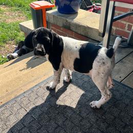 Black Boy 9050 - Black and white male German Shorthaired Pointer puppy in Spring Hope, North Carolina from Hogan’s Lowrider Hounds