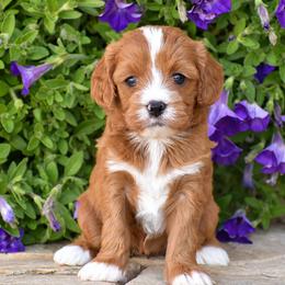 Brianna - Red female Cavapoo puppy in Gap, Pennsylvania from Country View Puppies ( License 18816)