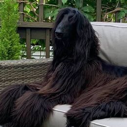 Afghan Hounds from Jerry's Afghan Hounds