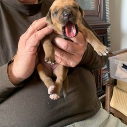 Rhodesian Ridgeback Puppies from Churchill Rhodesian Ridgebacks