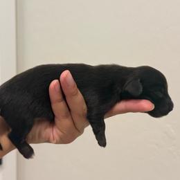 Paxton - Black male Dachshund puppy in Goodyear, Arizona from D&C Royal Dachshunds LLC