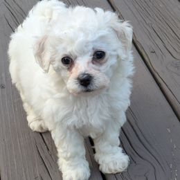 Girl number 1 - White female Bichon Frise puppy in Holt, Michigan from JMs Bichons