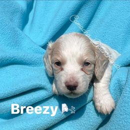 Breezy - AKC FULLRIGHTS - Cream female Dachshund puppy in Huntington, Texas from Camacho_Dachshunds