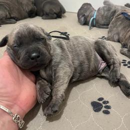 Alfalfa-black - Brindle male Companion Cross puppy in Calimesa, California from BoujeePoodlesofsocal