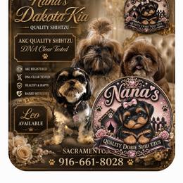 Leo - Red male Shih Tzu puppy in Sacramento, California from NANA’S  QUALITY SHIH TZU'S