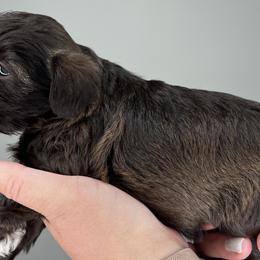 Great Danes from Dog in Mind Danes