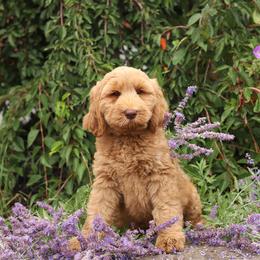 Midori - Caramel female Australian Labradoodle puppy in Williamstown, New York from Lewis Manor Labradoodles