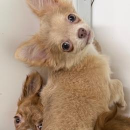 Isaiah - Chocolate blue male Chihuahua puppy in Palmyra, Indiana from Country Star Chihuahuas