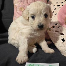 Lola - White female Maltipoo puppy in Sahuarita, Arizona from Cowgirl's Legacy Maltipoos
