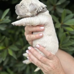 Golden Retriever Puppies from Sanctuary Ranch Goldens