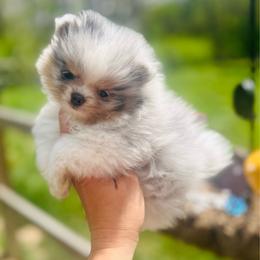 Otter - Blue merle male Pomeranian puppy in Buck Valley, Pennsylvania from Buck Valley Pomeranians
