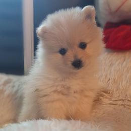 Jade - White female Pomeranian puppy in Tampa, St Petersburg, Florida from Diana's Pomeranians