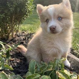 Kleio - Red and white female Pomsky puppy in Ravena, New York from Osiris’s Siberians & Pomskies