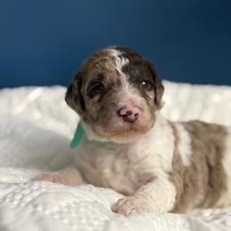 Goldendoodle puppies from Blue Collar Kennel