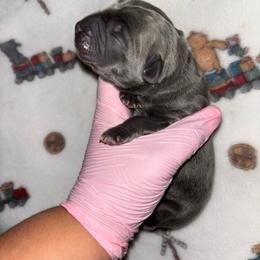 Manny - Gray male Cane Corso puppy in Hephzibah, Georgia from Bellissima Cala Cane Corso