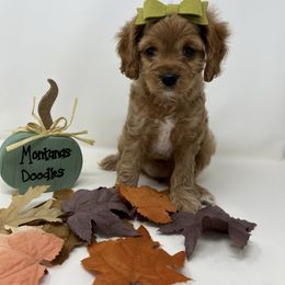 Elvira - Red female Cavapoo puppy in Columbus, Montana from Montanas Mountain Bernedoodles