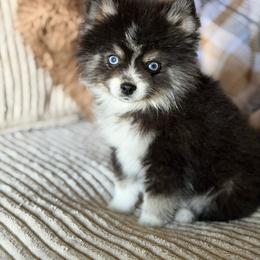 Ace - Black and white male Pomsky puppy in Whittier, California from Legendary Pomskies